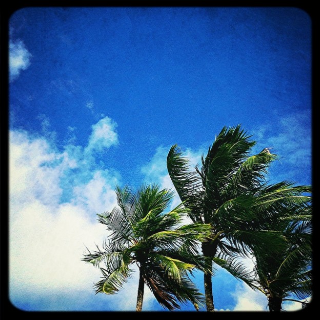 blue-sky-palms